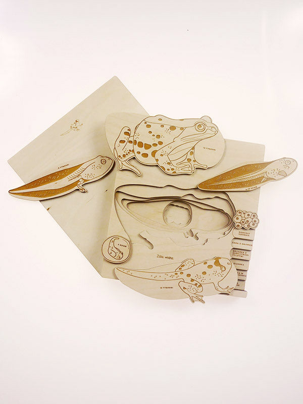 Stuka Puka - A Little Frog In A Big Pond - Frog Anatomy Wooden Puzzle - Stuka Puka - littleyoyo.ca