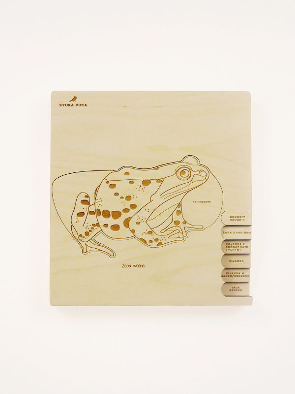 Stuka Puka - A Little Frog In A Big Pond - Frog Anatomy Wooden Puzzle - Stuka Puka - littleyoyo.ca