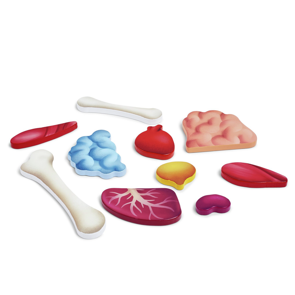 Hape - Human Body Puzzle - Hape - littleyoyo.ca