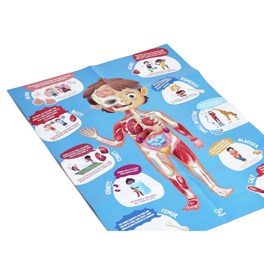 Hape - Human Body Puzzle - Hape - littleyoyo.ca